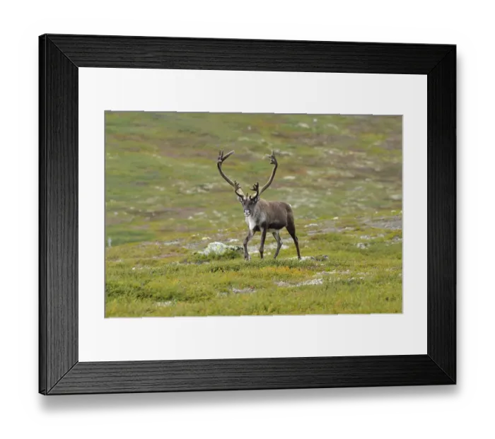 Framed Print : Reindeer (Rangifer tarandus), Sweden
