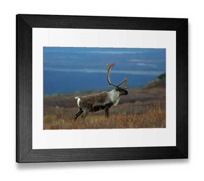 Framed Print : Reindeer, Caribou (Rangifer tarandus)