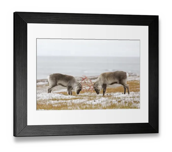 Framed Print : Two Svalbard reindeer (Rangifer tarandus platyrhynchus) males