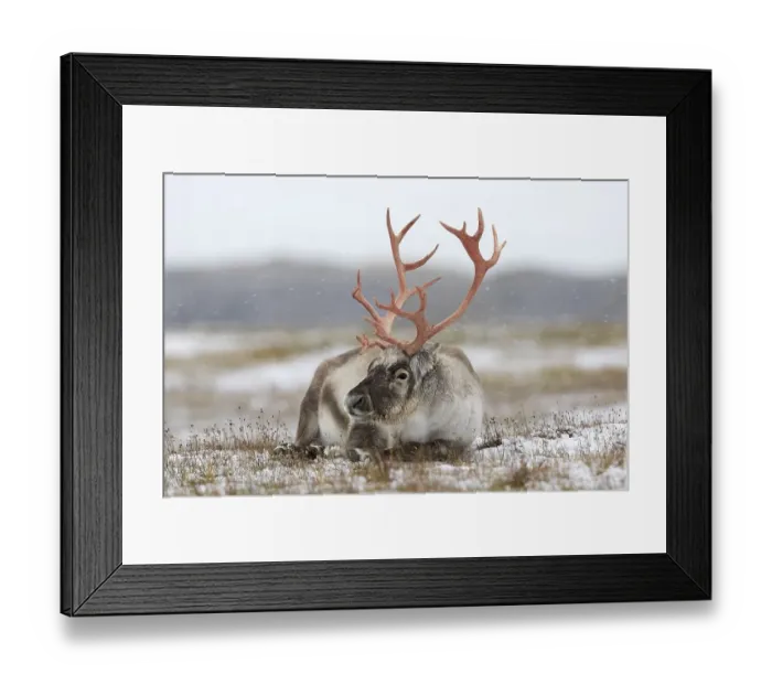 Framed Print : Svalbard reindeer (Rangifer tarandus platyrhynchus) male