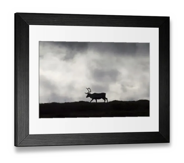 Framed Print : Reindeer (Rangifer tarandus) silhouette on the tundra in autumn