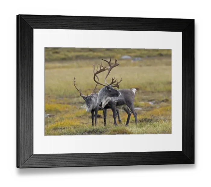 Framed Print : Two reindeer (Rangifer tarandus) bulls with huge antlers on the tundra in autumn