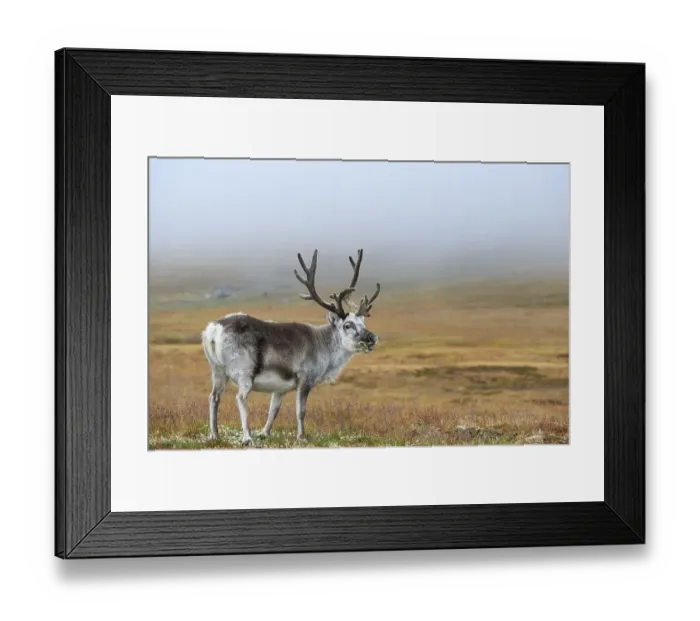Framed Print : Svalbard Reindeer (Rangifer tarandus platyrhynchus) eating Framed Print : Svalbard Reindeer (Rangifer tarandus platyrhynchus) eating
