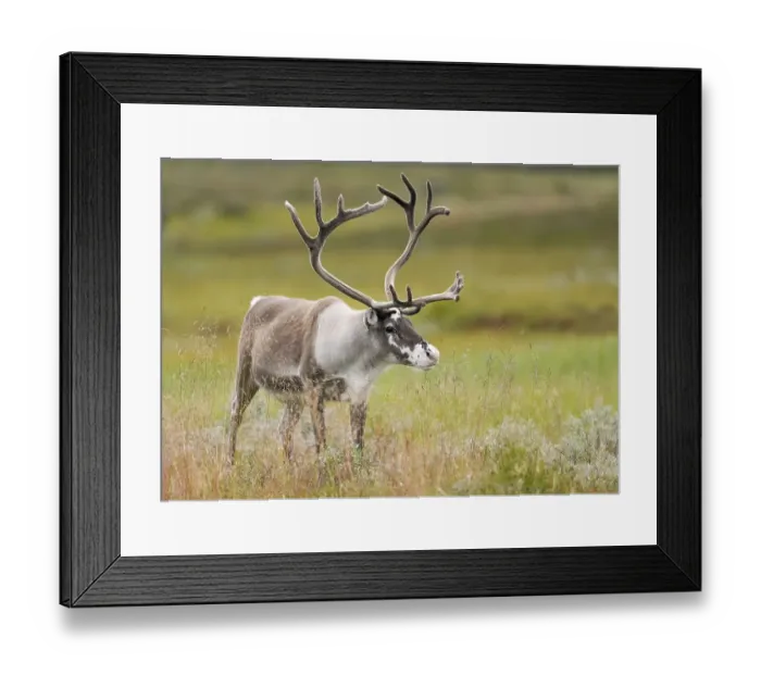 Framed Print : Reindeer (Rangifer tarandus) stands in a meadow