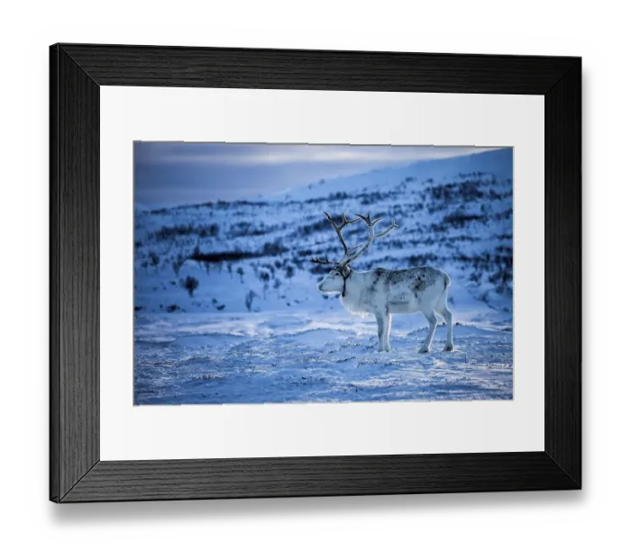 Framed Print : Reindeer (Rangifer tarandus), Northern Norway Framed Print : Reindeer (Rangifer tarandus), Northern Norway