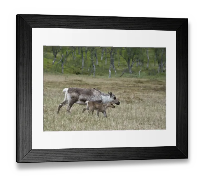 Framed Print : Reindeer (Rangifer tarandus), Kvaloya Framed Print : Reindeer (Rangifer tarandus), Kvaloya