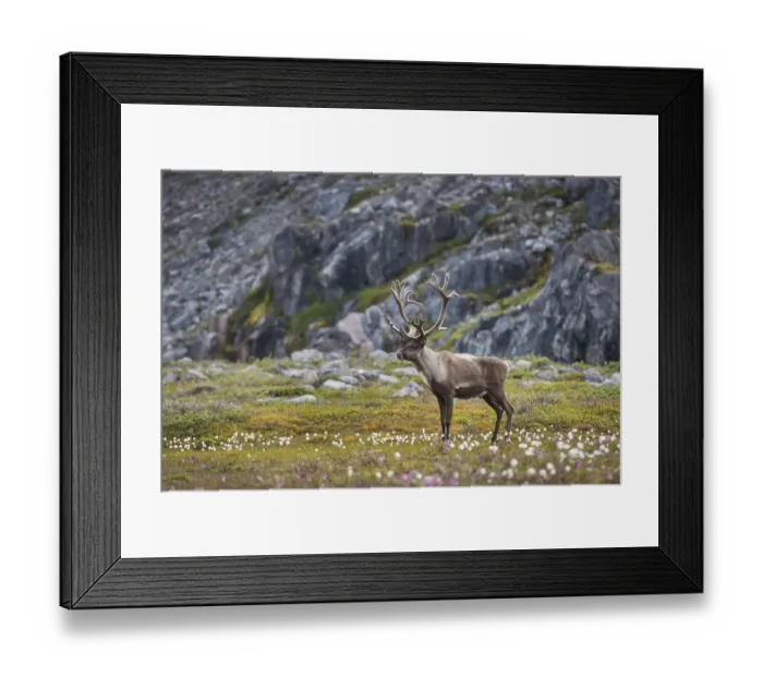 Framed Print : Reindeer (Rangifer tarandus) in a meadow in front of rocks
