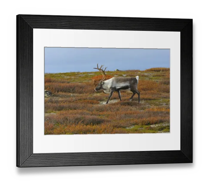 Framed Print : Reindeer in search of food Framed Print : Reindeer in search of food