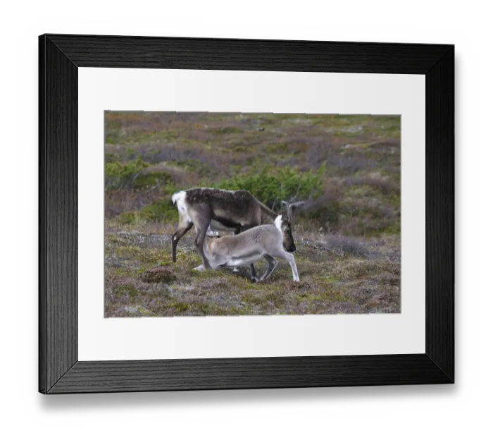 Framed Print : Young reindeer, the drink