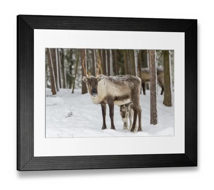 Framed Print : Two reindeer (Rangifer tarandus) in snow Framed Print : Two reindeer (Rangifer tarandus) in snow