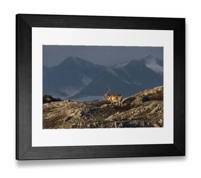 Framed Print : Svalbard reindeer (Rangifer tarandus platyrhynchus) in front of mountain scenery