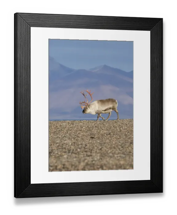 Framed Print : Svalbard Reindeer (Rangifer tarandus platyrhynchus)