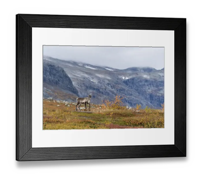 Framed Print : Reindeer (Rangifer tarandus) in autumnal mountain landscape