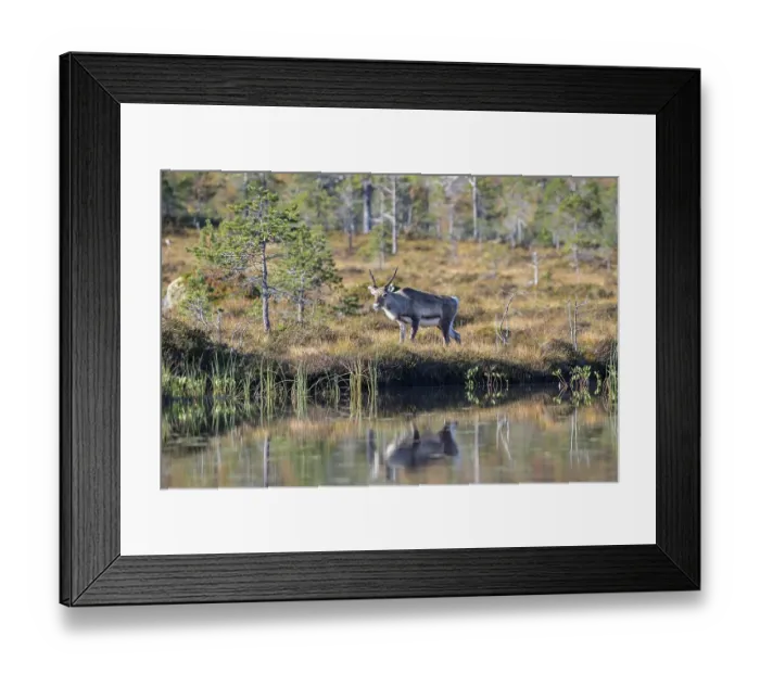 Framed Print : Reindeer (Rangifer tarandus), Efjord Framed Print : Reindeer (Rangifer tarandus), Efjord
