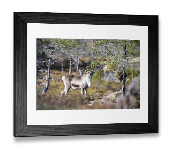 Framed Print : Reindeer (Rangifer tarandus), Efjord Framed Print : Reindeer (Rangifer tarandus), Efjord