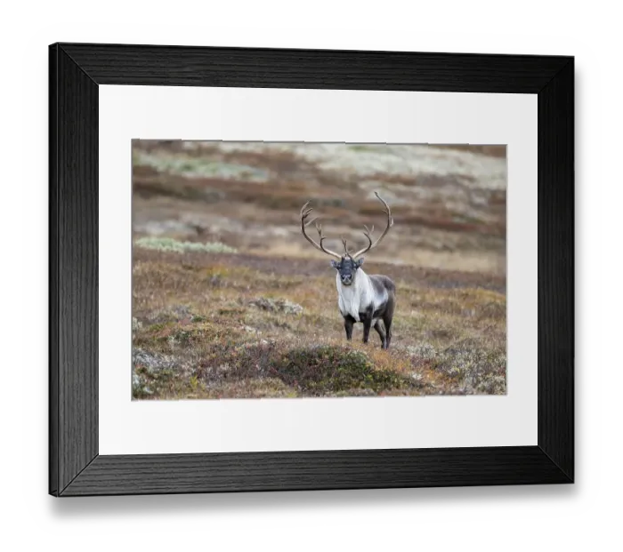 Framed Print : Wild mountain reindeer (Rangifer tarandus tarandus) Framed Print : Wild mountain reindeer (Rangifer tarandus tarandus)