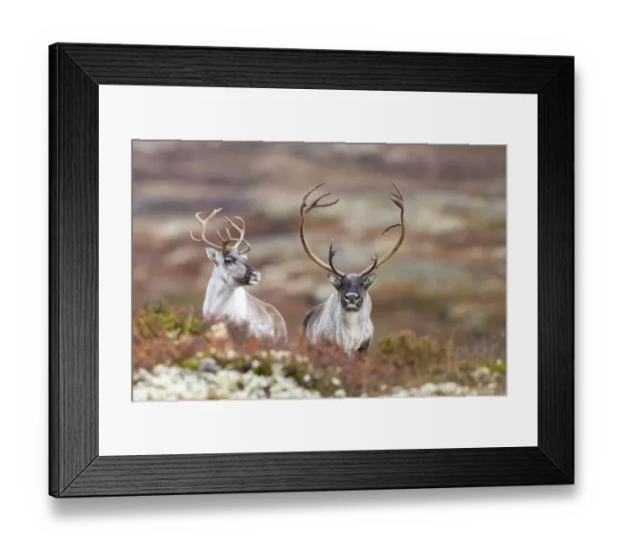Framed Print : Wild mountain reindeer (Rangifer tarandus tarandus)