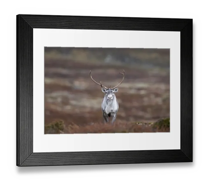 Framed Print : Wild mountain reindeer (Rangifer tarandus tarandus)