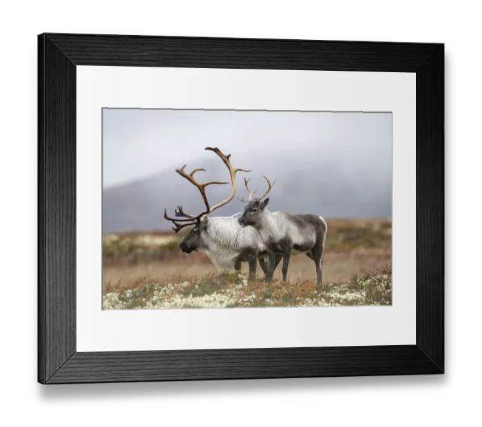 Framed Print : Wild mountain reindeer (Rangifer tarandus tarandus)