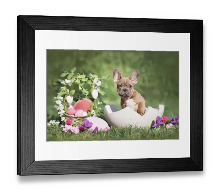 Framed Print : Easter dog. French Bulldog puppy sitting in egg shell next to Easter basket and colorful eggs with spring flowers