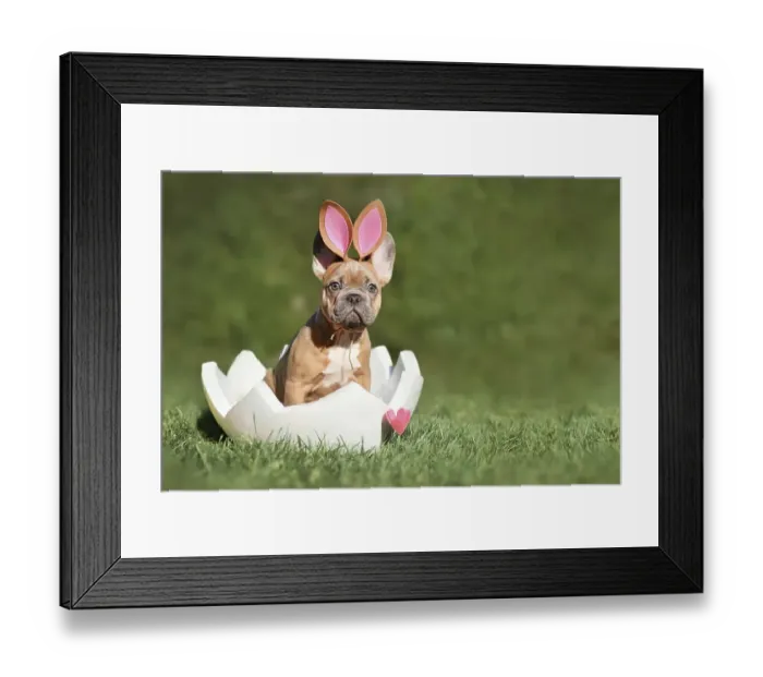 Framed Print : Easter dog. French Bulldog puppy sitting in egg shell on grass with copy space