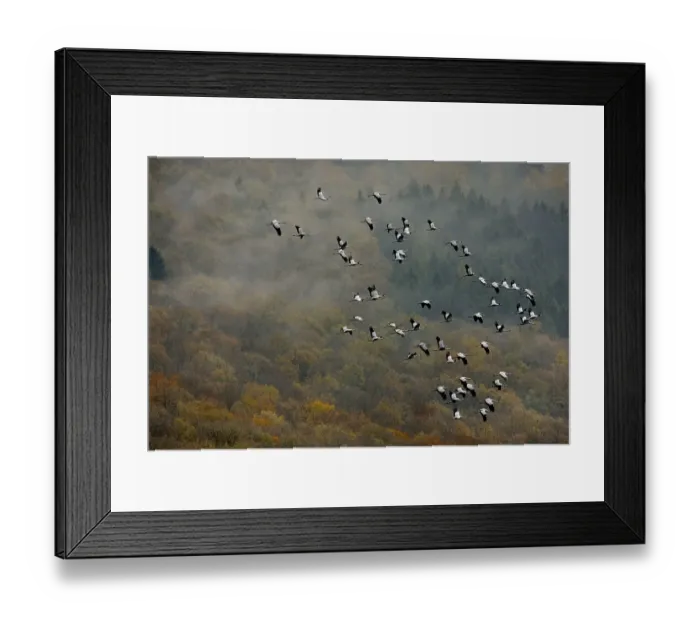 Framed Print : Aerial photo, cranes near Oeventrop over the Arnsberg Forest in autumn