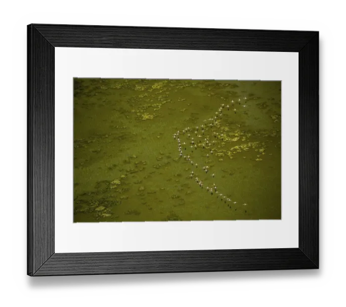 Framed Print : Greater Flamingos (Phoenicopterus roseus)