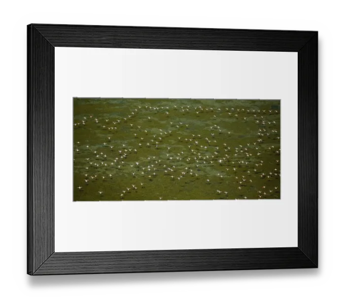 Framed Print : Greater Flamingos (Phoenicopterus roseus)