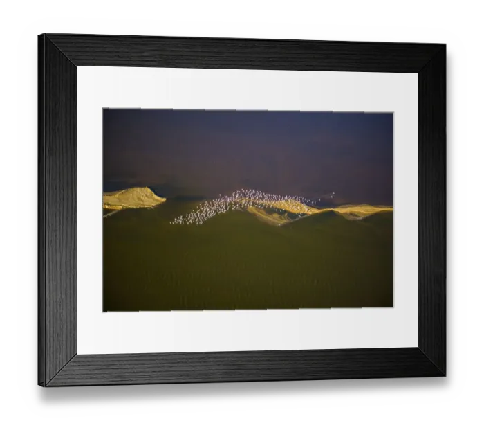 Framed Print : Aerial view, Flamingo colony on the Atlantic coast of the Namib Desert Framed Print : Aerial view, Flamingo colony on the Atlantic coast of the Namib Desert
