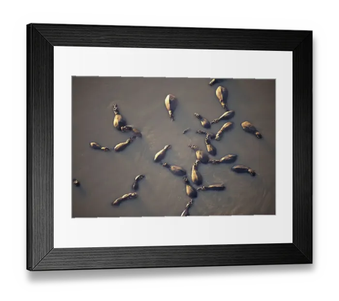 Framed Print : Hippos (Hippopotamus amphibicus)