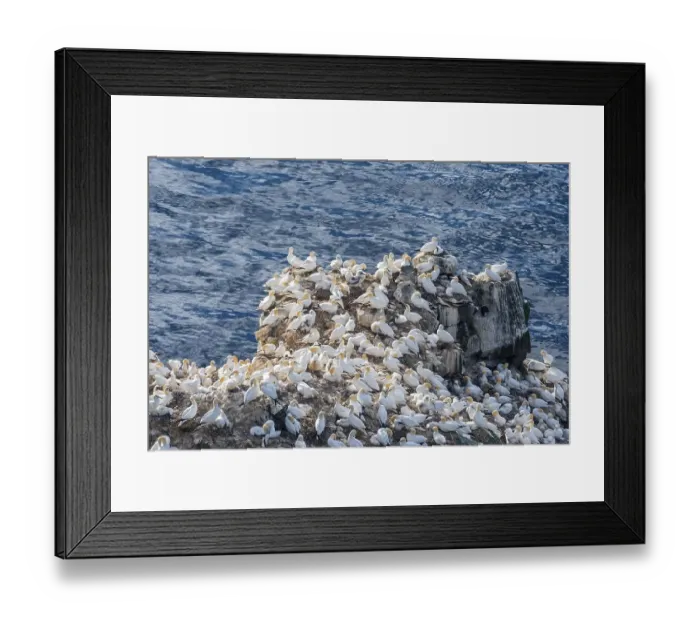 Framed Print : Northern gannet (Morus bassanus) on the breeding rock Langanes