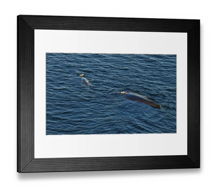 Framed Print : Aerial of a humpback whale (Megaptera novaeangliae) Framed Print : Aerial of a humpback whale (Megaptera novaeangliae)