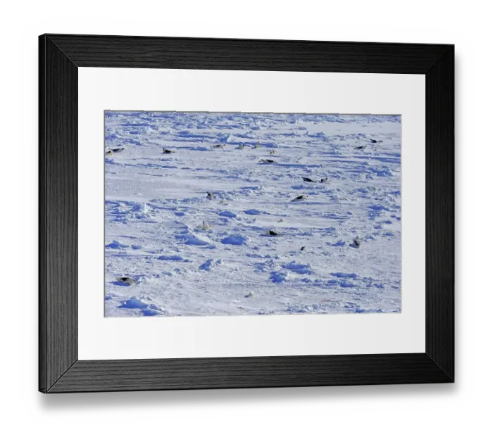 Framed Print : Harp Seals or Saddleback Seals (Pagophilus groenlandicus) Framed Print : Harp Seals or Saddleback Seals (Pagophilus groenlandicus)