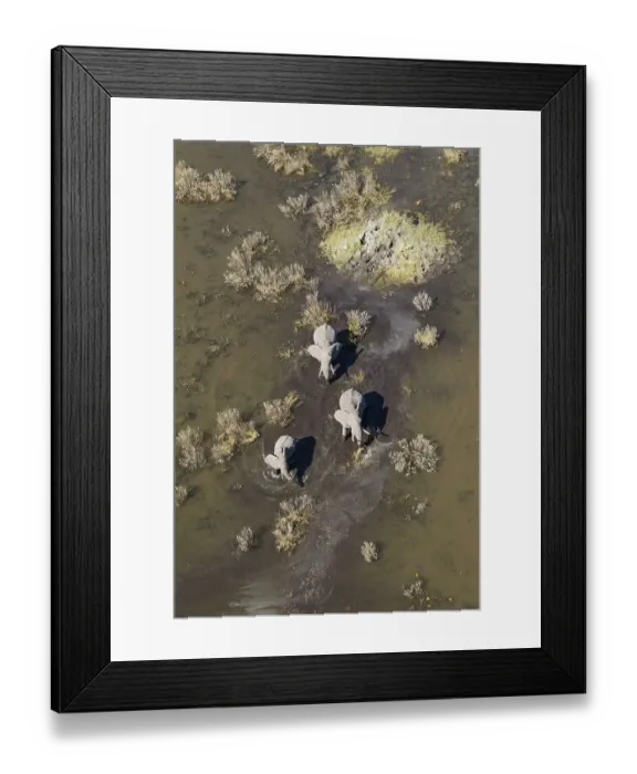 Framed Print : African Elephants (Loxodonta africana) Framed Print : African Elephants (Loxodonta africana)