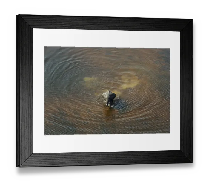 Framed Print : African Elephants (Loxodonta africana) Framed Print : African Elephants (Loxodonta africana)