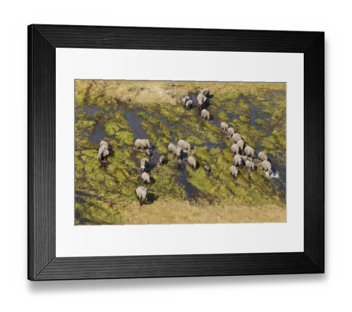 Framed Print : African Elephants (Loxodonta africana) Framed Print : African Elephants (Loxodonta africana)