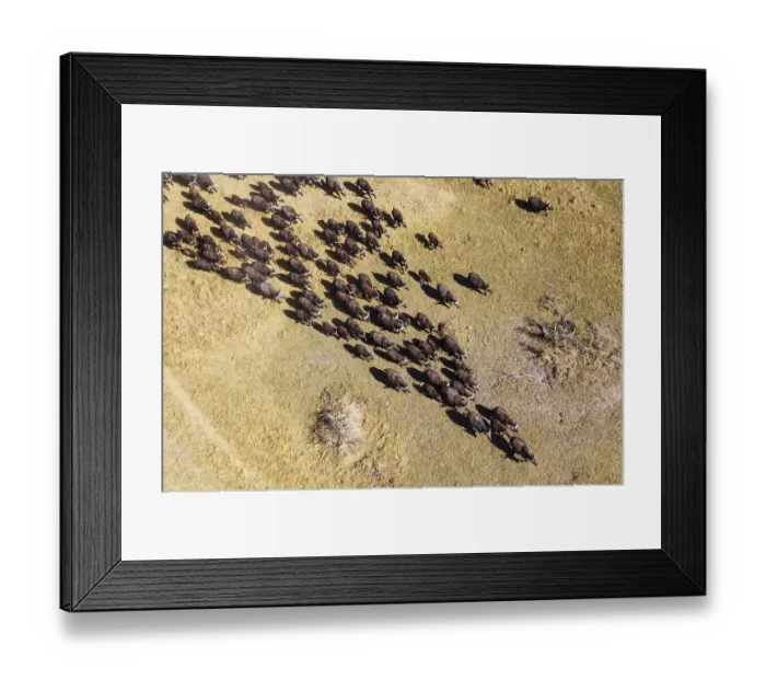 Framed Print : Cape Buffaloes (Syncerus caffer caffer)