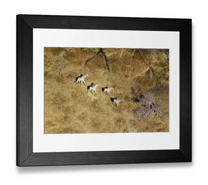 Framed Print : South African Giraffes (Giraffa camelopardalis giraffa)