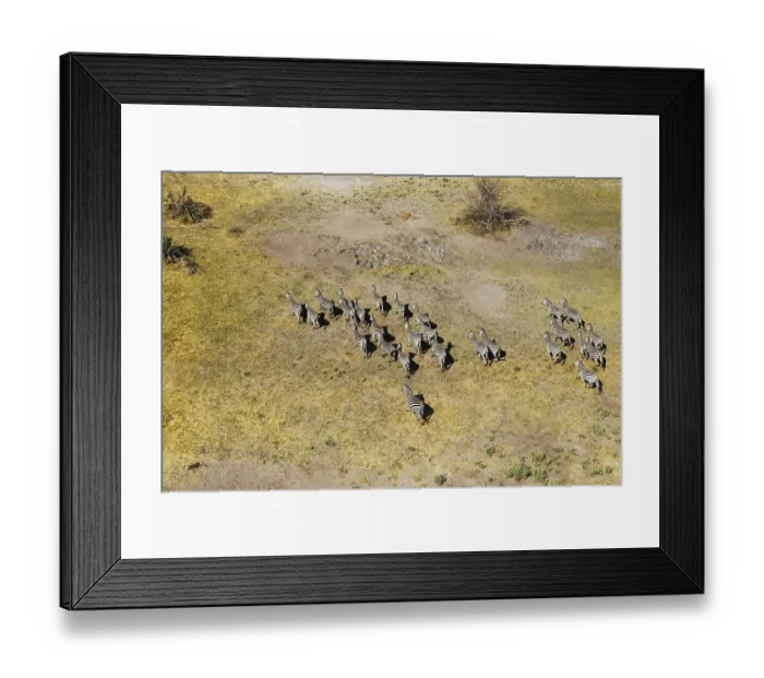 Framed Print : Burchell's Zebras (Equus quagga burchelli)