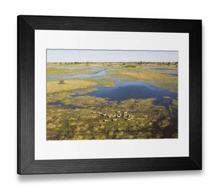 Framed Print : Red Lechwe (Kobus leche leche) herd in the freshwater marshland at the Gomoti River