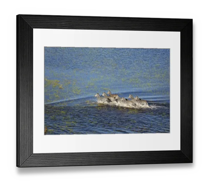 Framed Print : Burchell's Zebra (Equus quagga burchelli)