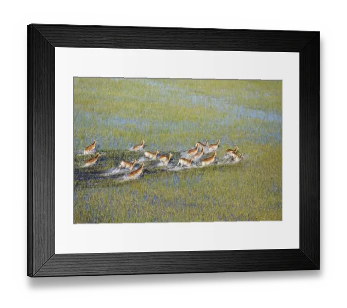 Framed Print : Red Lechwe (Kobus leche leche) Framed Print : Red Lechwe (Kobus leche leche)
