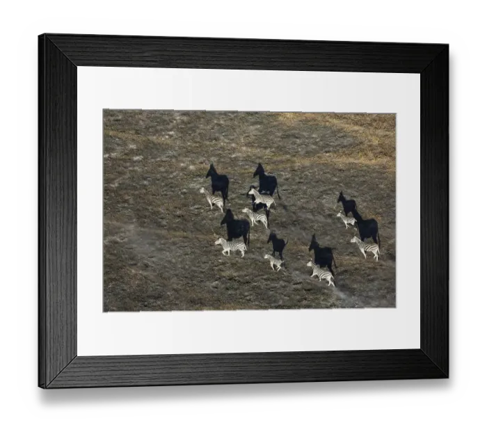 Framed Print : Burchell's Zebra (Equus quagga burchelli)
