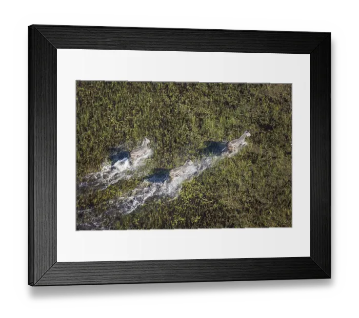 Framed Print : Burchell's Zebra (Equus quagga burchelli)
