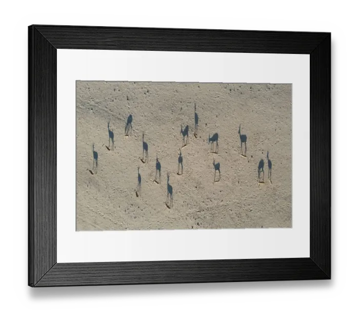 Framed Print : Springbok (Antidorcas marsupialis)