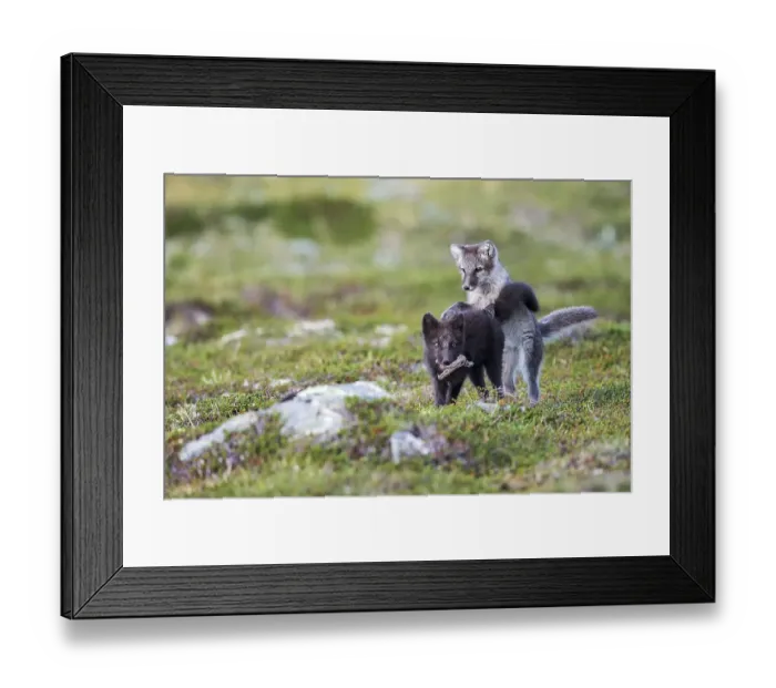 Framed Print : Arctic fox pups playfully fight for a piece of wood