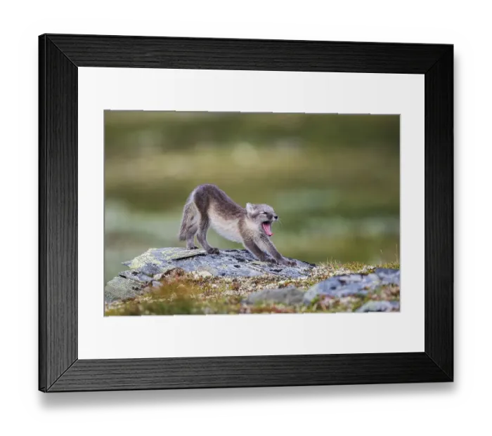 Framed Print : Arctic fox pup yawns