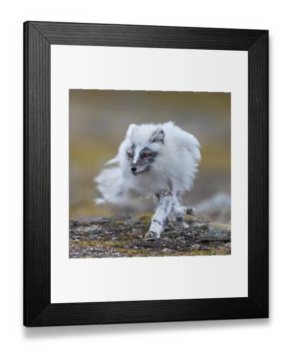 Framed Print : Arctic fox foraging, Arctic fox