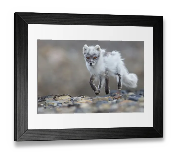 Framed Print : Arctic fox foraging, Arctic fox