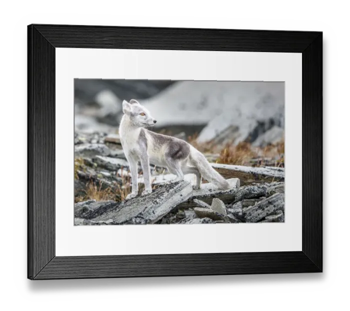 Framed Print : Arctic fox (Vulpes lagopus), amongst rocks
